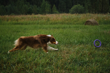 Australian Shepherd dog playing in field. Aussie spends strength and energy in summer. Side view, beautiful phase of movement. Dog in park runs fast and actively chasing round toy rolling on grass.