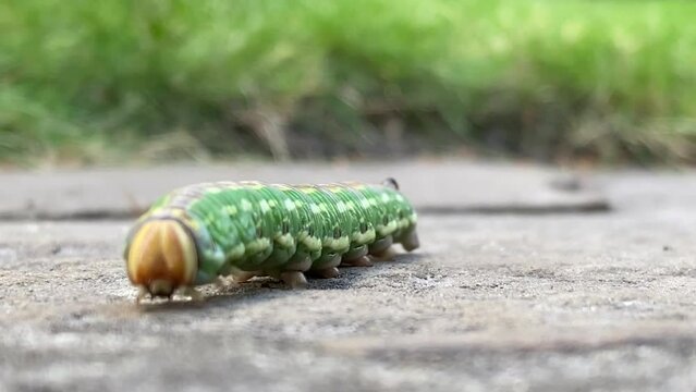 caterpillar crawling on asphalt butterfly
