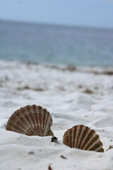 Coquilles st jacques