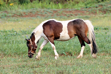 Naklejka premium Horse