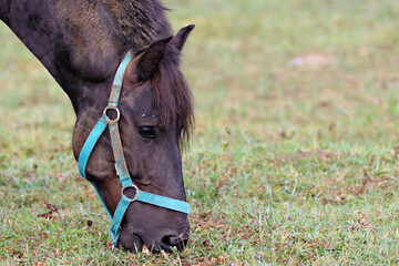 Head