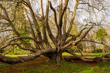 Obraz premium Horse Chestnut tree at Rowallene, Saintfield Co Down.