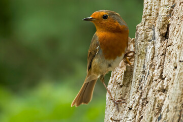 Robin perching on side of tree looking for food in the spring
