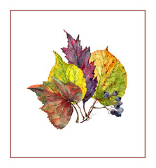 Colorful leaves of maple, linden, bunch of berries.Lovely composition in autumn bouquet.Hand drawn watercolor illustrationon white background for card, print, banner, wedding invitation, thanksgiving.