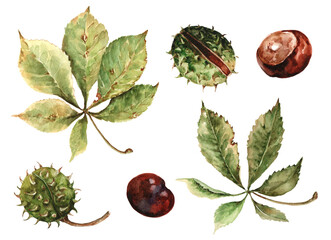 Autumn set of isolated elements chestnut leaves, brown ripe fruits, round spiky seeds in peel. Hand drawn watercolor illustration on white background for card, print, banner, invitation, thanksgiving.
