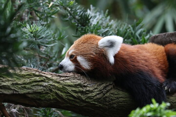 Red Panda