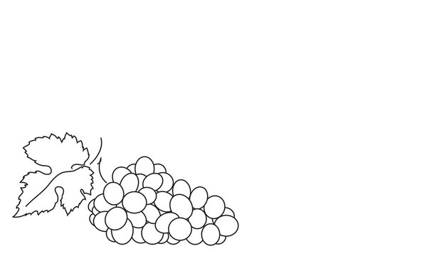 Bunches Of Grapes.  Vine. Vector Line Drawing On White Or Transparent Background. Grapevine