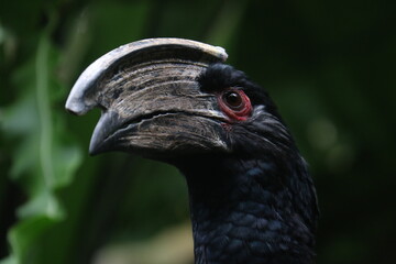 Trumpeter hornbill