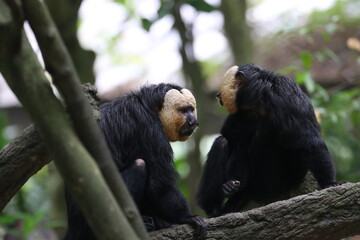 White-faced Saki