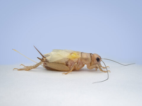 House Crickets After Molting From Side View