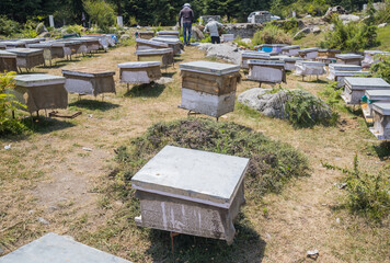 multiple boxes of beehives kept in the apiary for honey and wax farming in Himachal Pradesh, india....