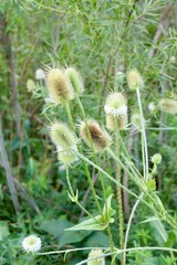 A close view of the thorny thistles in the field.