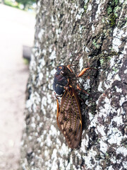 夏の公園の木に止まるアブラゼミ　6