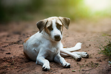 beagle dog sitting on the grass