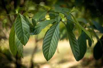 Chacrona, Santo Daime, Ayahuasca, Medicina da Floresta