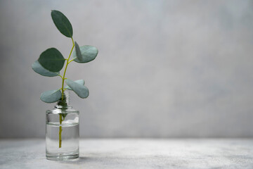 Eucalyptus branches in glass vase on neutral grey background. Stil life minimalistic scene. Copy space.