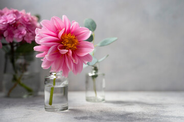 Still life pink flowers scene. Pink hydrangea flowers and dahlias in glass vase on neutral background soft, selective focus.