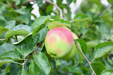 Green apples on the tree. A bunch of green apples hangs on a tree. A bunch of ripe apples on an apple tree