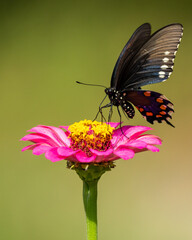 Pipevine Swallowtail Butterfly Perched on Red Zinnia Flower