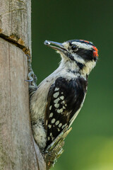 Closeup of Downy Woodpecker