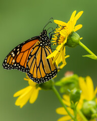 Monarch Butterfly on Schweinitz's Sunflower