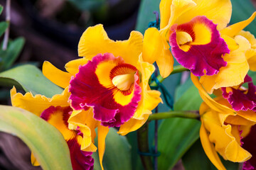 Close up of one of the beautiful Colombian orchids