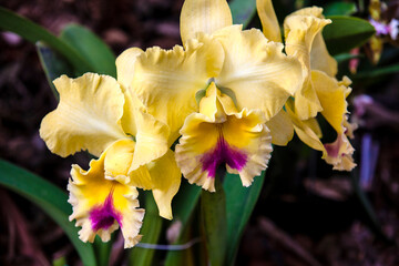 Close up of one of the beautiful Colombian orchids