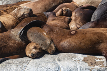 Rookery of sea lions in Kamchatka in the Kronotsky Reserve.