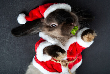 A small charming rabbit in a Santa costume in a red fur coat holds a green leaf of lettuce in his teeth for the new year or Christmas. Photo to print on notebook calendar