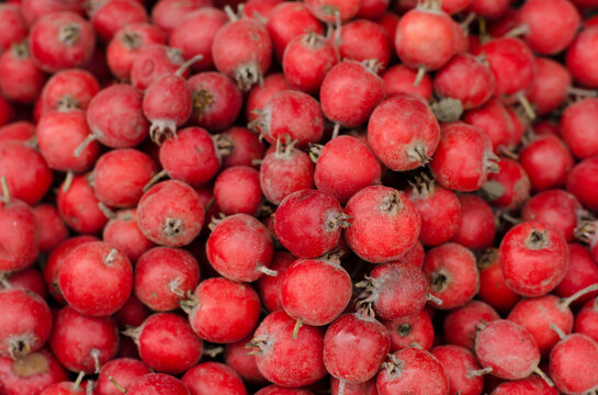 Ripe juicy fruits of hawthorn, close-up. Harvesting