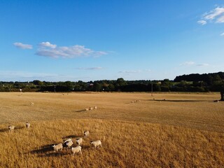 Beautiful Lamb and Sheep Farms at England, Drone's aerial view over lots of sheep and lamb
