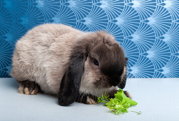 a rabbit eats green grass on a blue background