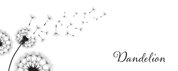 Vector illustration dandelion time. Black Dandelion seeds blowing in the wind. The wind inflates a dandelion isolated on white background.
