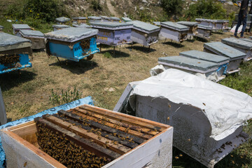bees inside beehive box frames in an apiary for honey and wax farming