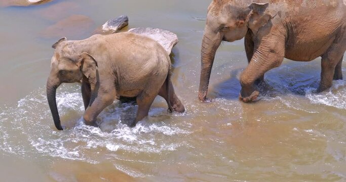 Baby elephant with mother and family walk in river water in Sri Lanka