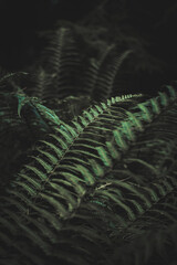 fern leaves