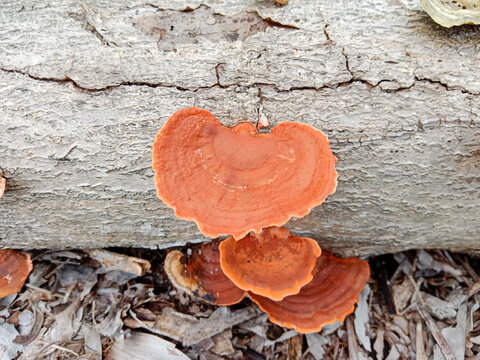 Fungus at a tree trunk. Pycnoporus sanguineus is a white rot saprobic fungus, Polyporaceae family.