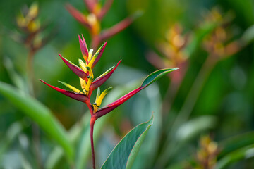 Tropical Heliconia mathiasiae flowers. Ornamental exotic plants in the garden.