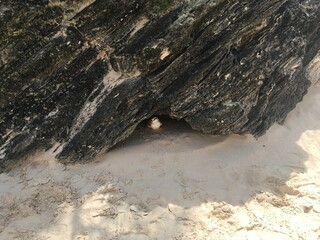 Bird in the rocks