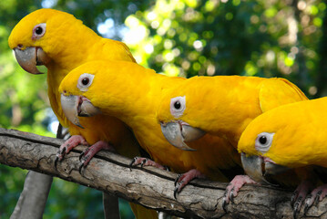 Golden Parakeet (Ararajuba) from the Amazon at the Parque das Aves Brazil.