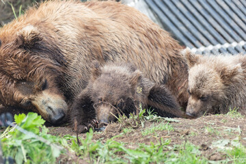 Obraz premium She-bear of a brown Kamchatka bear with cubs on the Kuril lake. Kamchatka, Russia.