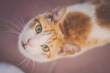 Fototapeta na wymiar close up of a cat