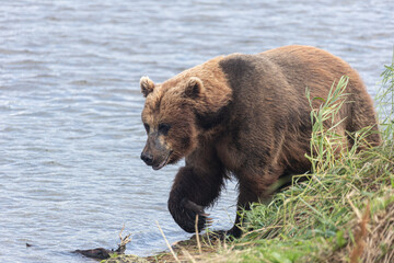 Obraz premium Brown Kamchatka bear on the Kuril lake. Kamchatka, Russia.