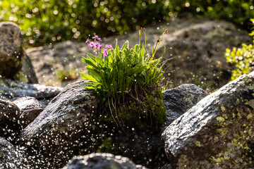 Small Bunch of Flowers Grow In The Middle of Cascade