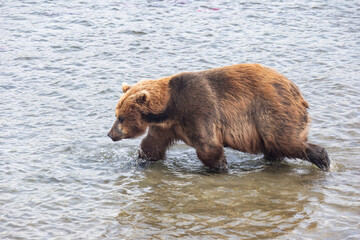 Brown Kamchatka bear on the Kuril lake. Kamchatka, Russia.