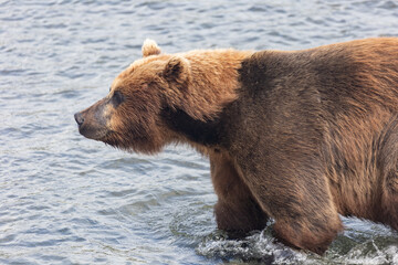 Obraz na płótnie Canvas Brown Kamchatka bear on the Kuril lake. Kamchatka, Russia.