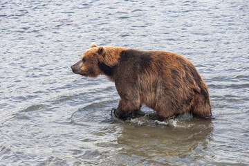 Brown Kamchatka bear on the Kuril lake. Kamchatka, Russia.