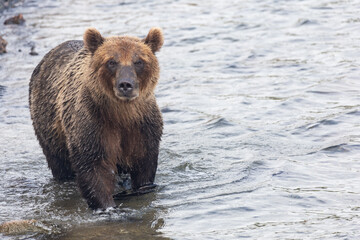 Fototapeta na wymiar Brown Kamchatka bear on the Kuril lake. Kamchatka, Russia.