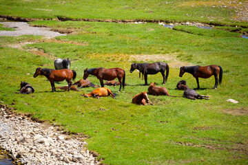 Horse and newborn foal on the background of mountains, a herd of horses graze in a meadow in summer and spring, the concept of cattle breeding, with place for text.
