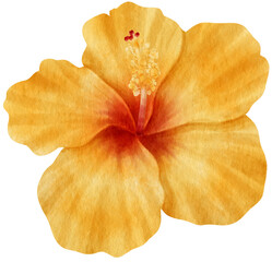 Yellow hibiscus flower watercolor style for Decorative Element © b.illustrations